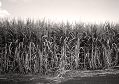 Foto in bianco e nero di una piantagione di canna da zucchero